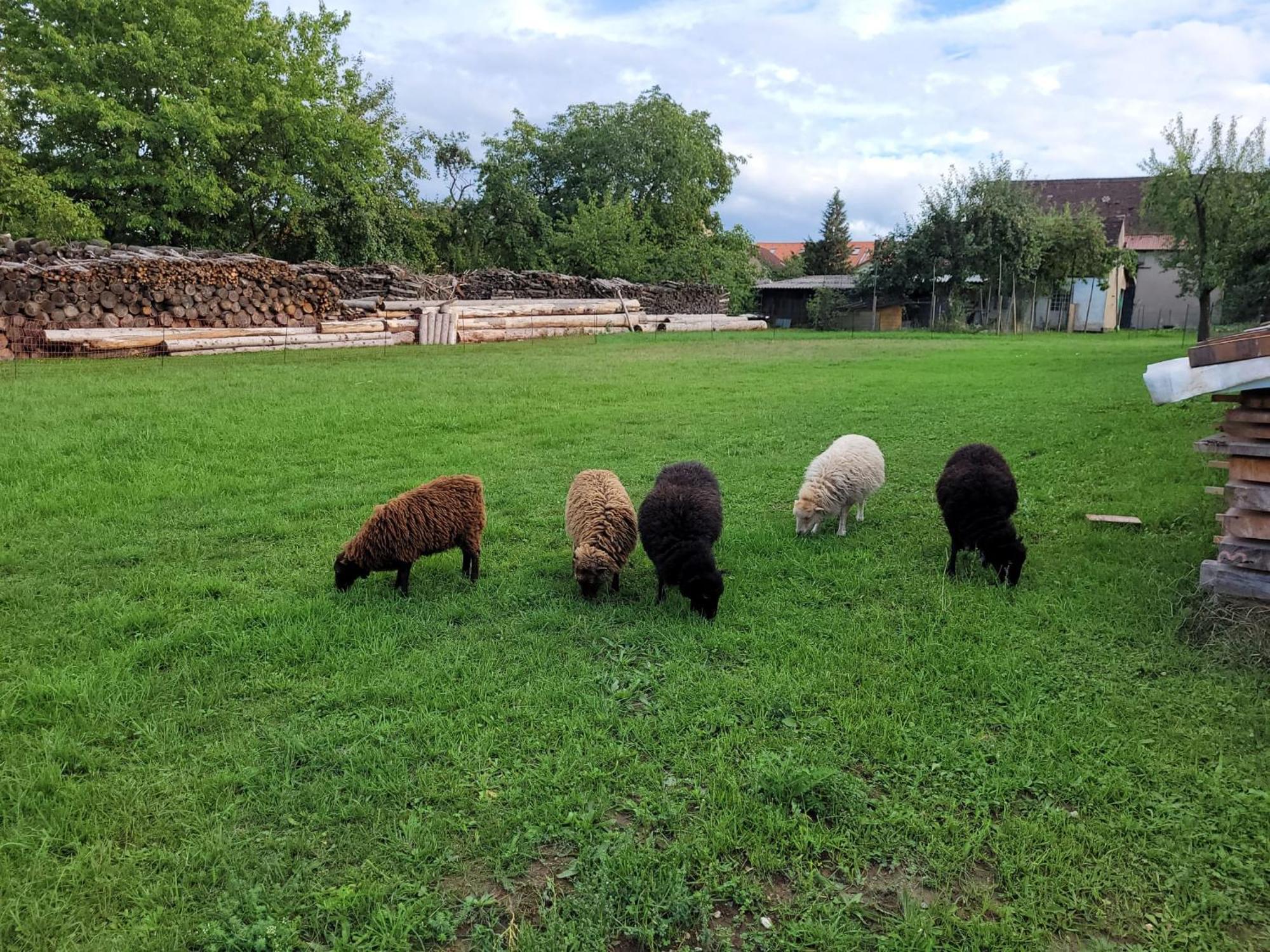 Ferienwohnung Wiesenhof Neuhof an der Zenn ภายนอก รูปภาพ